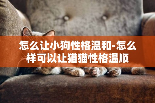 怎么讓小狗性格溫和-怎么樣可以讓貓貓性格溫順