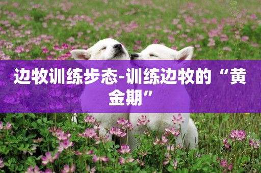 邊牧訓練步態-訓練邊牧的“黃金期”