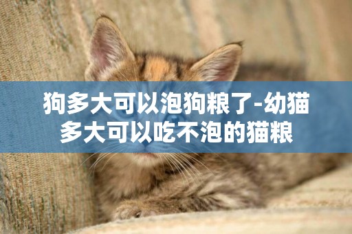 狗多大可以泡狗糧了-幼貓多大可以吃不泡的貓糧