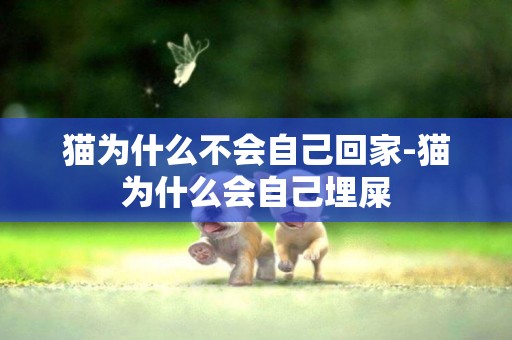 貓為什么不會自己回家-貓為什么會自己埋屎