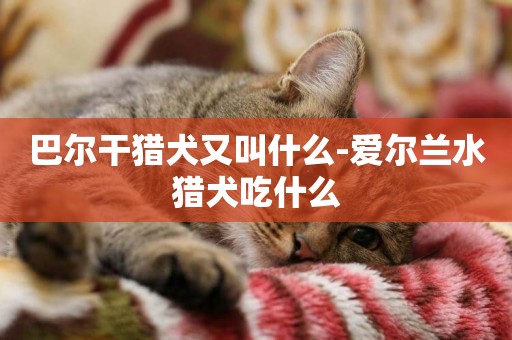 巴爾干獵犬又叫什么-愛爾蘭水獵犬吃什么