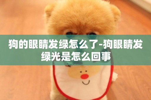 狗的眼睛發綠怎么了-狗眼睛發綠光是怎么回事