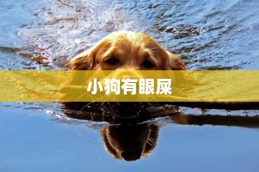 小狗有眼屎