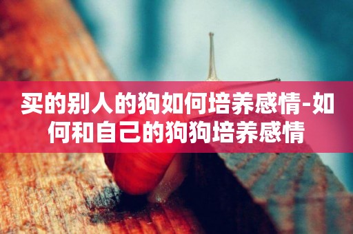 買的別人的狗如何培養感情-如何和自己的狗狗培養感情