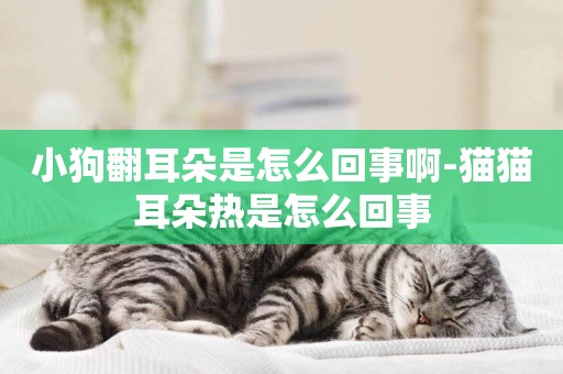 小狗翻耳朵是怎么回事啊-貓貓耳朵熱是怎么回事