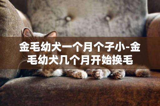 金毛幼犬一個月個子小-金毛幼犬幾個月開始換毛