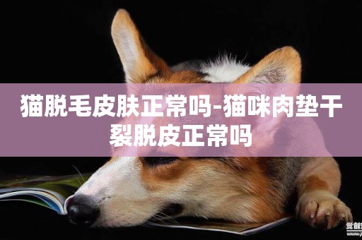 貓脫毛皮膚正常嗎-貓咪肉墊干裂脫皮正常嗎