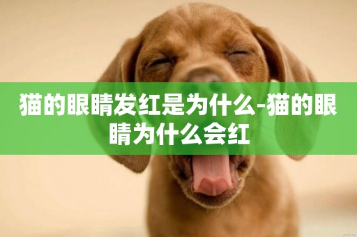 貓的眼睛發紅是為什么-貓的眼睛為什么會紅