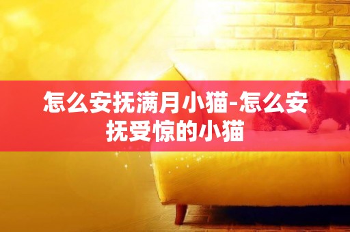 怎么安撫滿月小貓-怎么安撫受驚的小貓