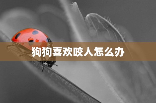 狗狗喜歡咬人怎么辦