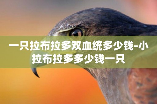 一只拉布拉多雙血統多少錢-小拉布拉多多少錢一只