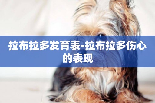 拉布拉多發育表-拉布拉多傷心的表現