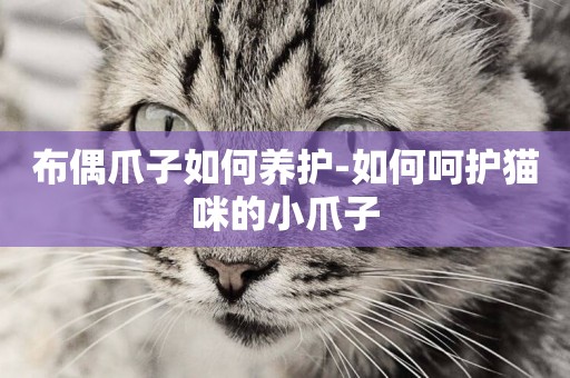 布偶爪子如何養護-如何呵護貓咪的小爪子