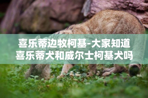 喜樂蒂邊牧柯基-大家知道喜樂蒂犬和威爾士柯基犬嗎