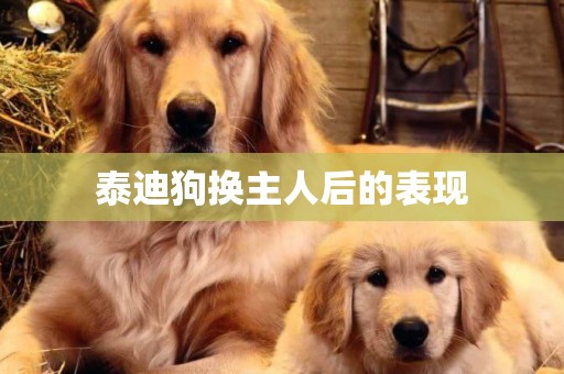 泰迪狗換主人后的表現