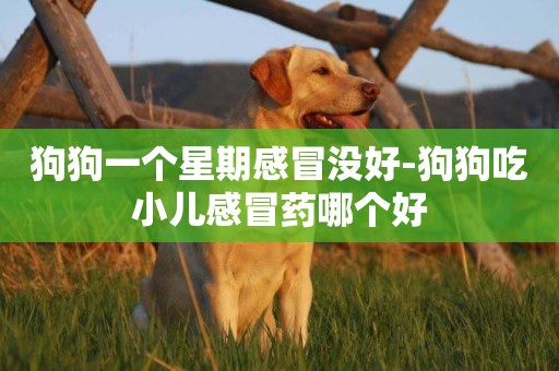 狗狗一個星期感冒沒好-狗狗吃小兒感冒藥哪個好