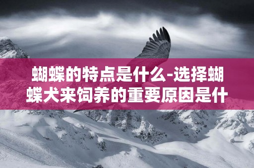 蝴蝶的特點是什么-選擇蝴蝶犬來飼養的重要原因是什么