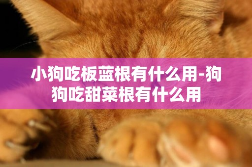 小狗吃板藍根有什么用-狗狗吃甜菜根有什么用