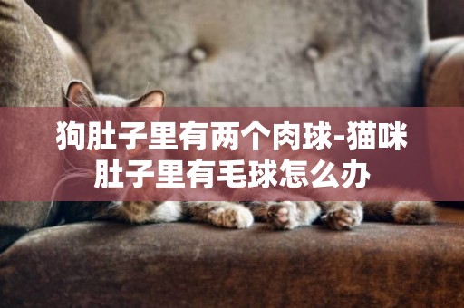 狗肚子里有兩個肉球-貓咪肚子里有毛球怎么辦