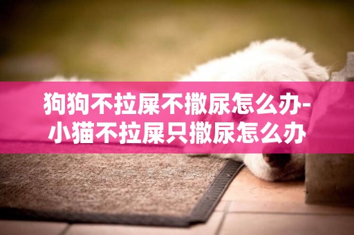 狗狗不拉屎不撒尿怎么辦-小貓不拉屎只撒尿怎么辦