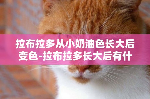 拉布拉多從小奶油色長大后變色-拉布拉多長大后有什么變化