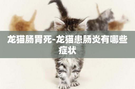 龍貓腸胃死-龍貓患腸炎有哪些癥狀