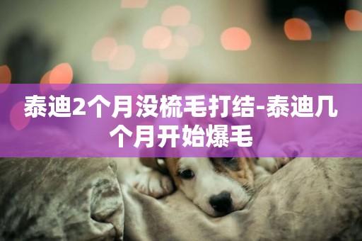 泰迪2個月沒梳毛打結-泰迪幾個月開始爆毛