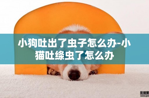 小狗吐出了蟲子怎么辦-小貓吐絳蟲了怎么辦