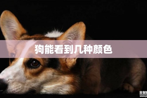 狗能看到幾種顏色