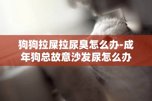 狗狗拉屎拉尿臭怎么辦-成年狗總故意沙發尿怎么辦