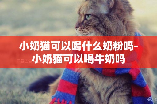 小奶貓可以喝什么奶粉嗎-小奶貓可以喝牛奶嗎