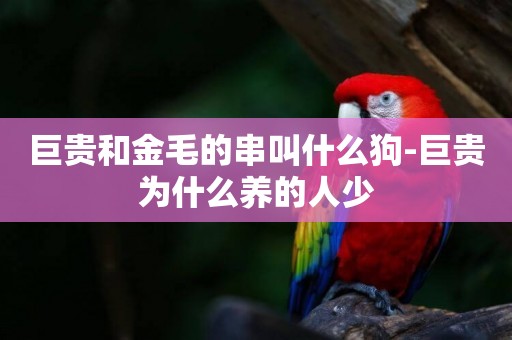 巨貴和金毛的串叫什么狗-巨貴為什么養的人少