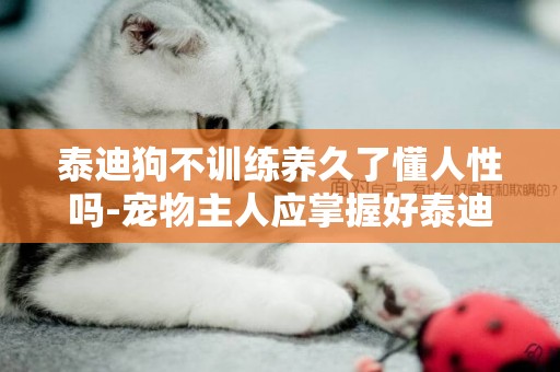 泰迪狗不訓練養久了懂人性嗎-寵物主人應掌握好泰迪狗一生中訓練的黃金階段