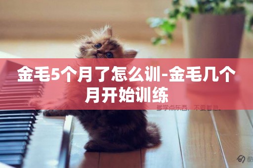 金毛5個月了怎么訓-金毛幾個月開始訓練