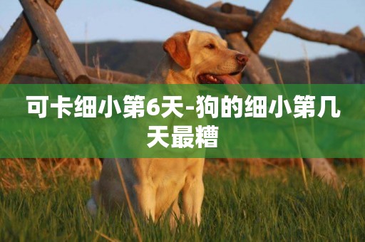 可卡細小第6天-狗的細小第幾天最糟