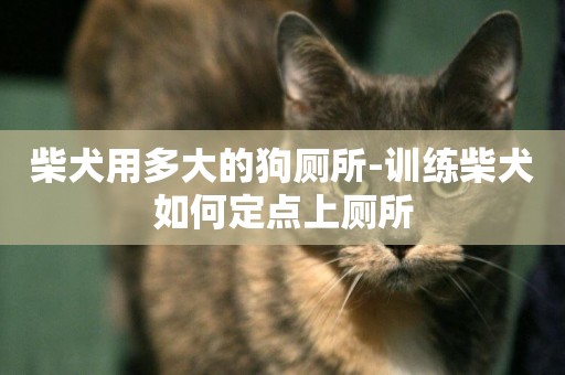 柴犬用多大的狗廁所-訓練柴犬如何定點上廁所