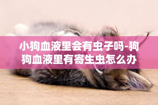 小狗血液里會有蟲子嗎-狗狗血液里有寄生蟲怎么辦