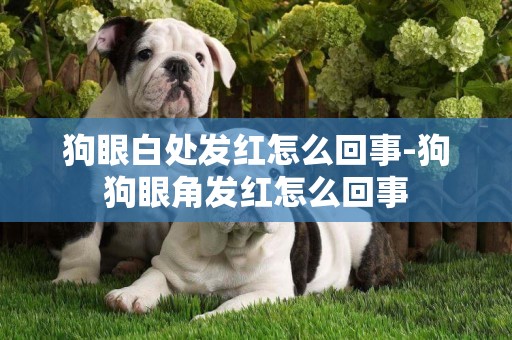 狗眼白處發紅怎么回事-狗狗眼角發紅怎么回事