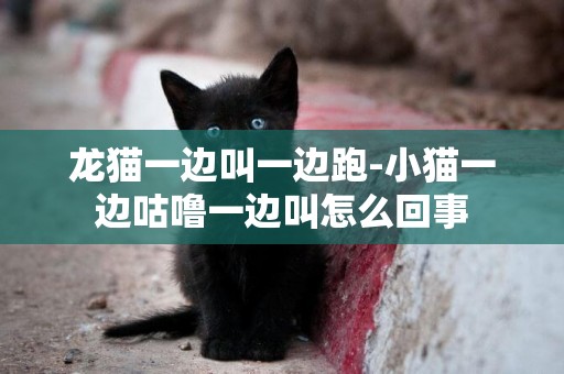 龍貓一邊叫一邊跑-小貓一邊咕嚕一邊叫怎么回事