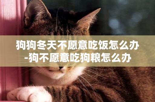 狗狗冬天不愿意吃飯怎么辦-狗不愿意吃狗糧怎么辦