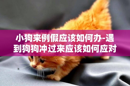 小狗來例假應該如何辦-遇到狗狗沖過來應該如何應對