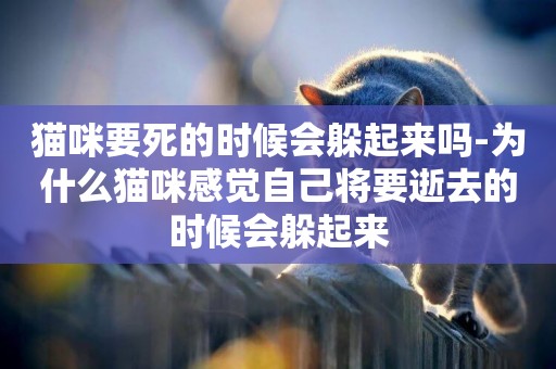 貓咪要死的時候會躲起來嗎-為什么貓咪感覺自己將要逝去的時候會躲起來