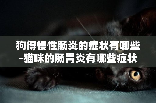 狗得慢性腸炎的癥狀有哪些-貓咪的腸胃炎有哪些癥狀
