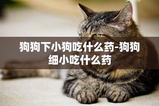 狗狗下小狗吃什么藥-狗狗細小吃什么藥