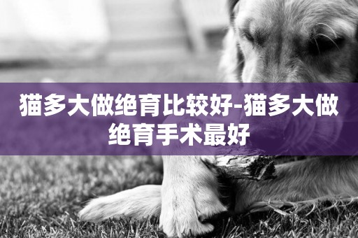 貓多大做絕育比較好-貓多大做絕育手術最好