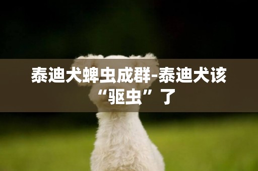 泰迪犬蜱蟲成群-泰迪犬該“驅蟲”了