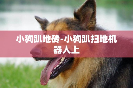 小狗趴地磚-小狗趴掃地機器人上