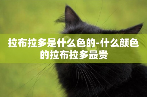 拉布拉多是什么色的-什么顏色的拉布拉多最貴