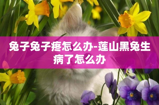 兔子兔子疼怎么辦-蓮山黑兔生病了怎么辦