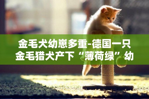 金毛犬幼崽多重-德國一只金毛獵犬產下“薄荷綠”幼崽